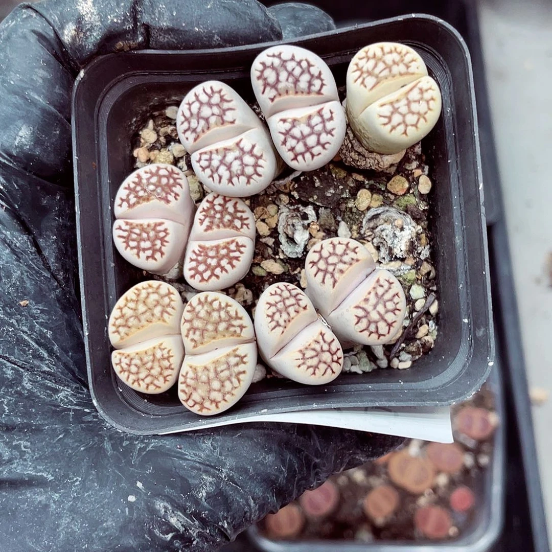 生石花满18包邮1009-78