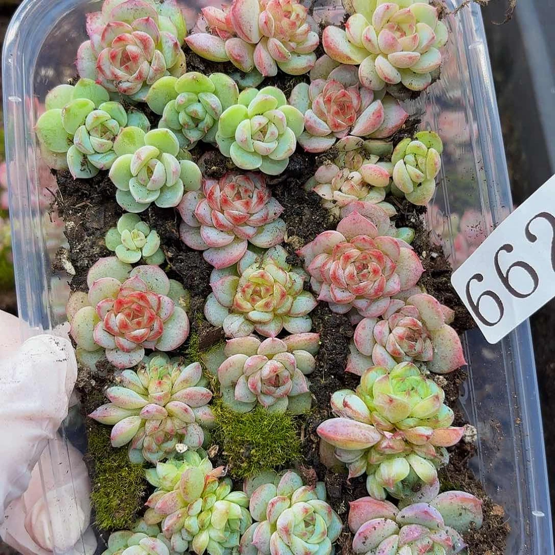 多肉植物多肉植物662
