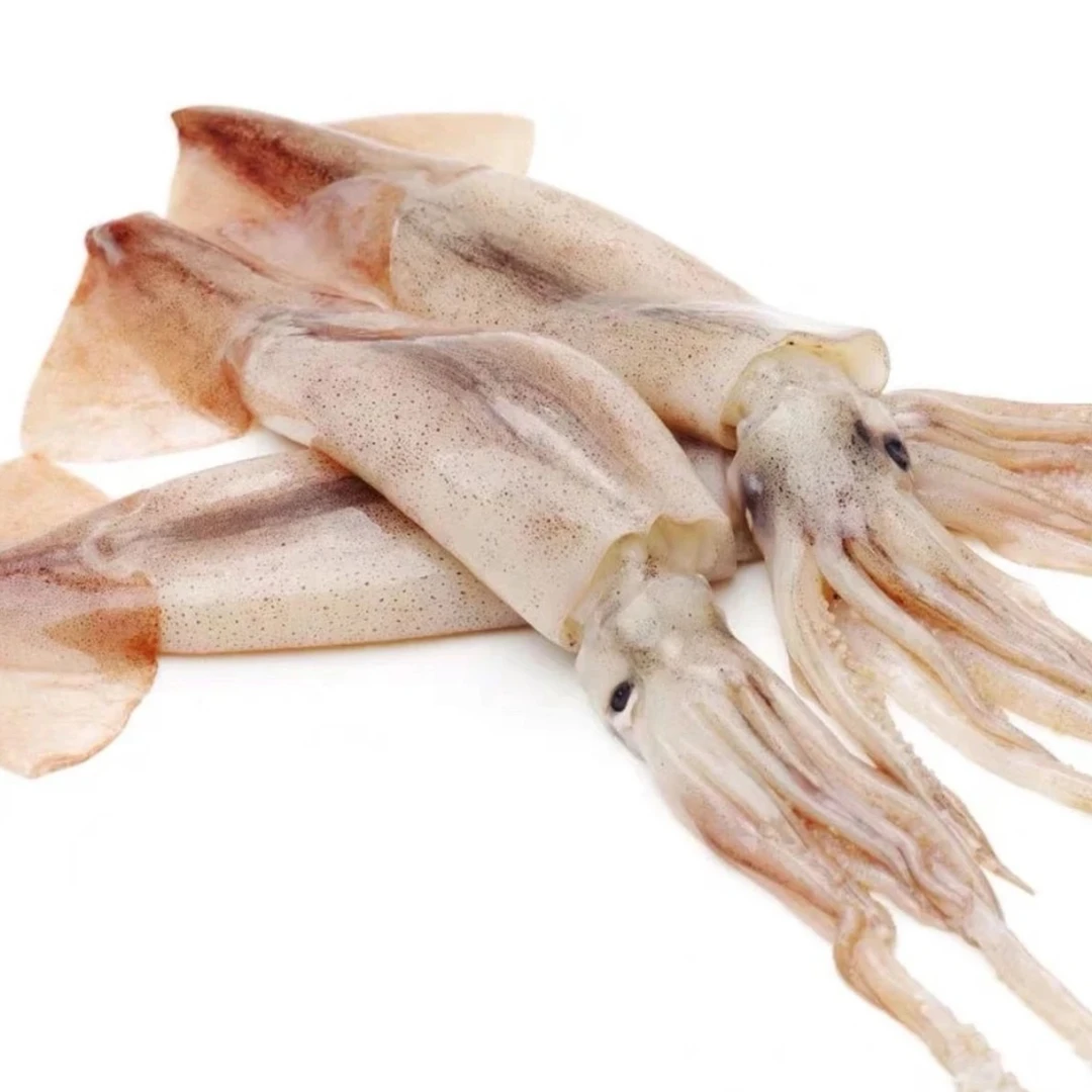 大连野生海捕冷冻鱿鱼