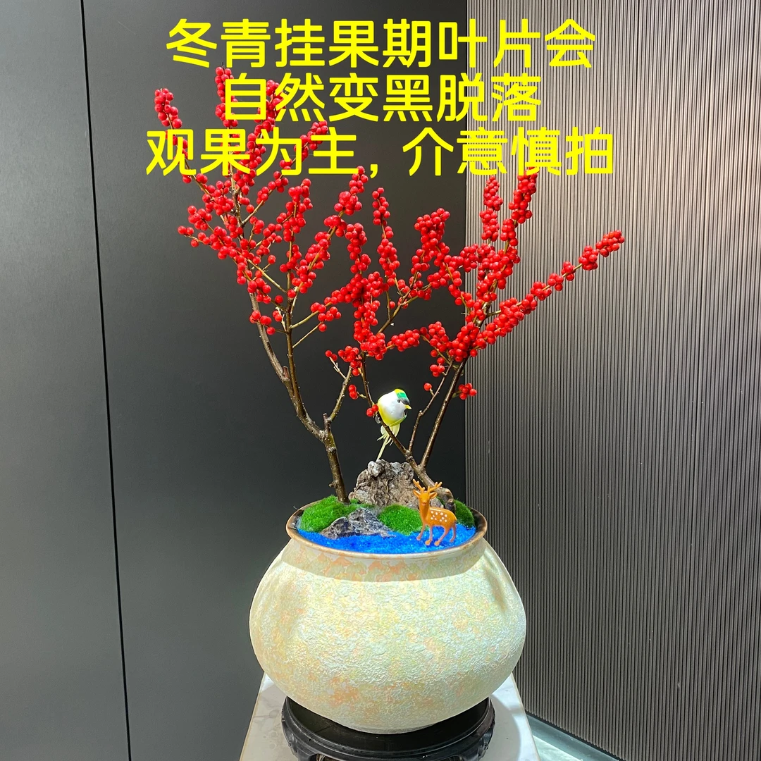 （挂果期叶片会变黑脱落）北美冬青带果室内外盆栽四季好养年宵花