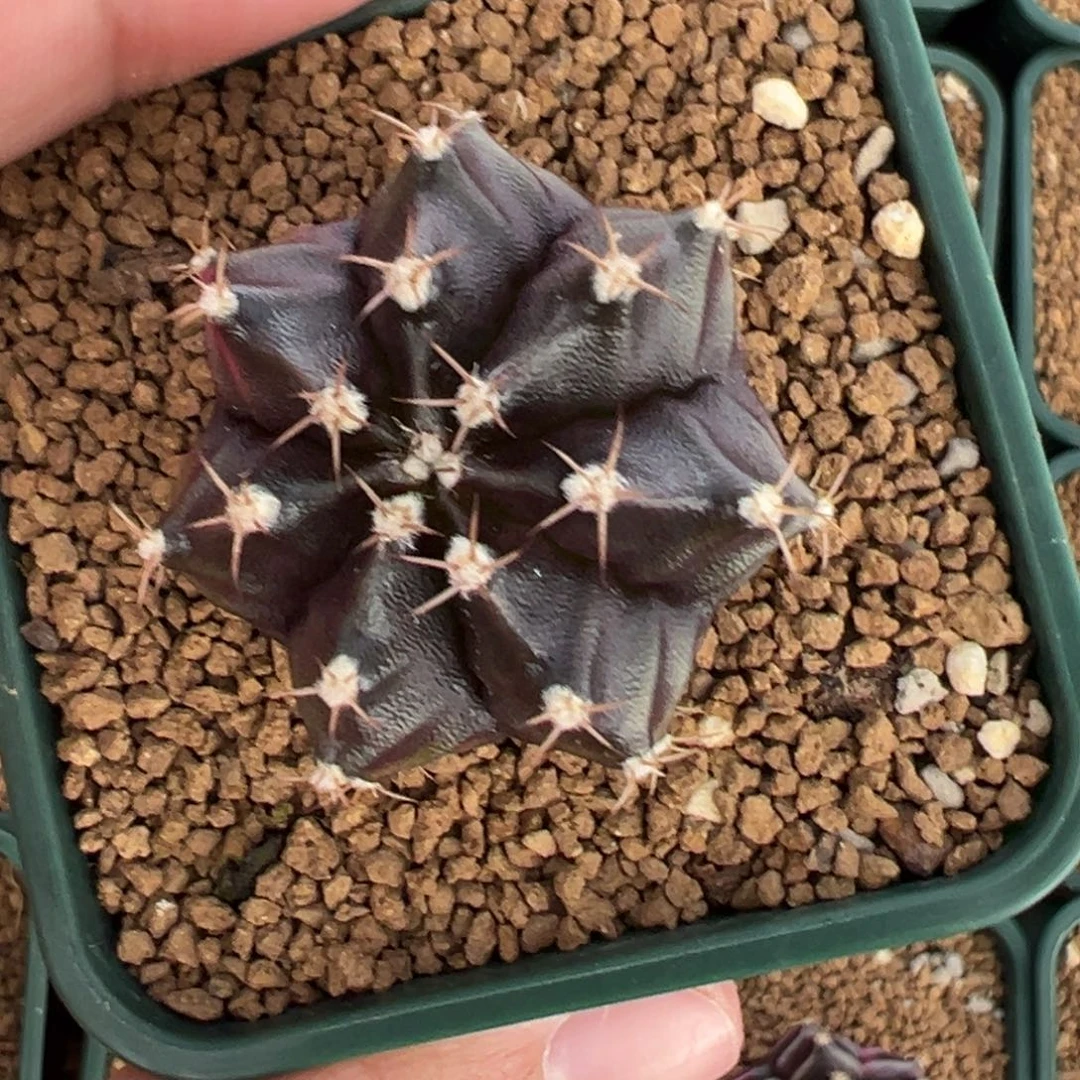 109 好看的米哈冲冲冲冲