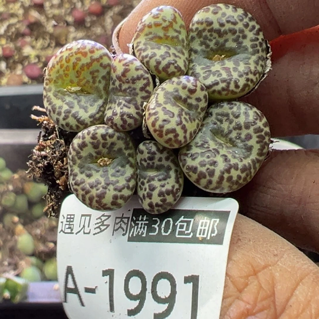 多肉植物111111111111111