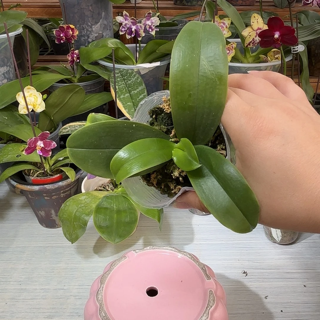 刘***哥当前无花栽培后可以开花蓝鲸交彩虹