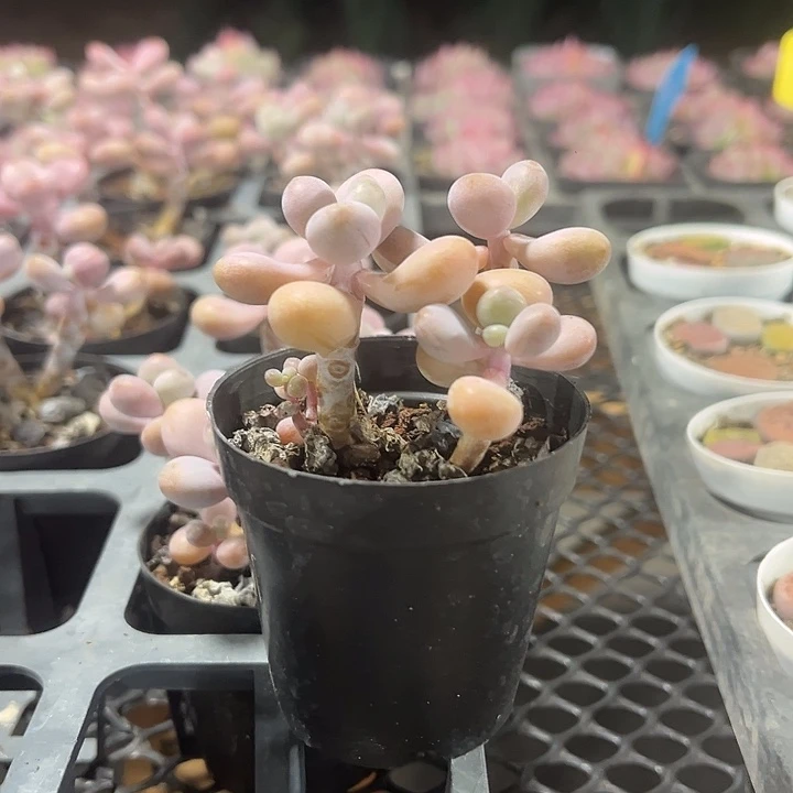 桃蛋精品多肉植物