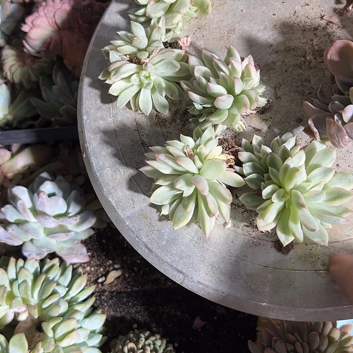 福利，正版女雏锦5颗