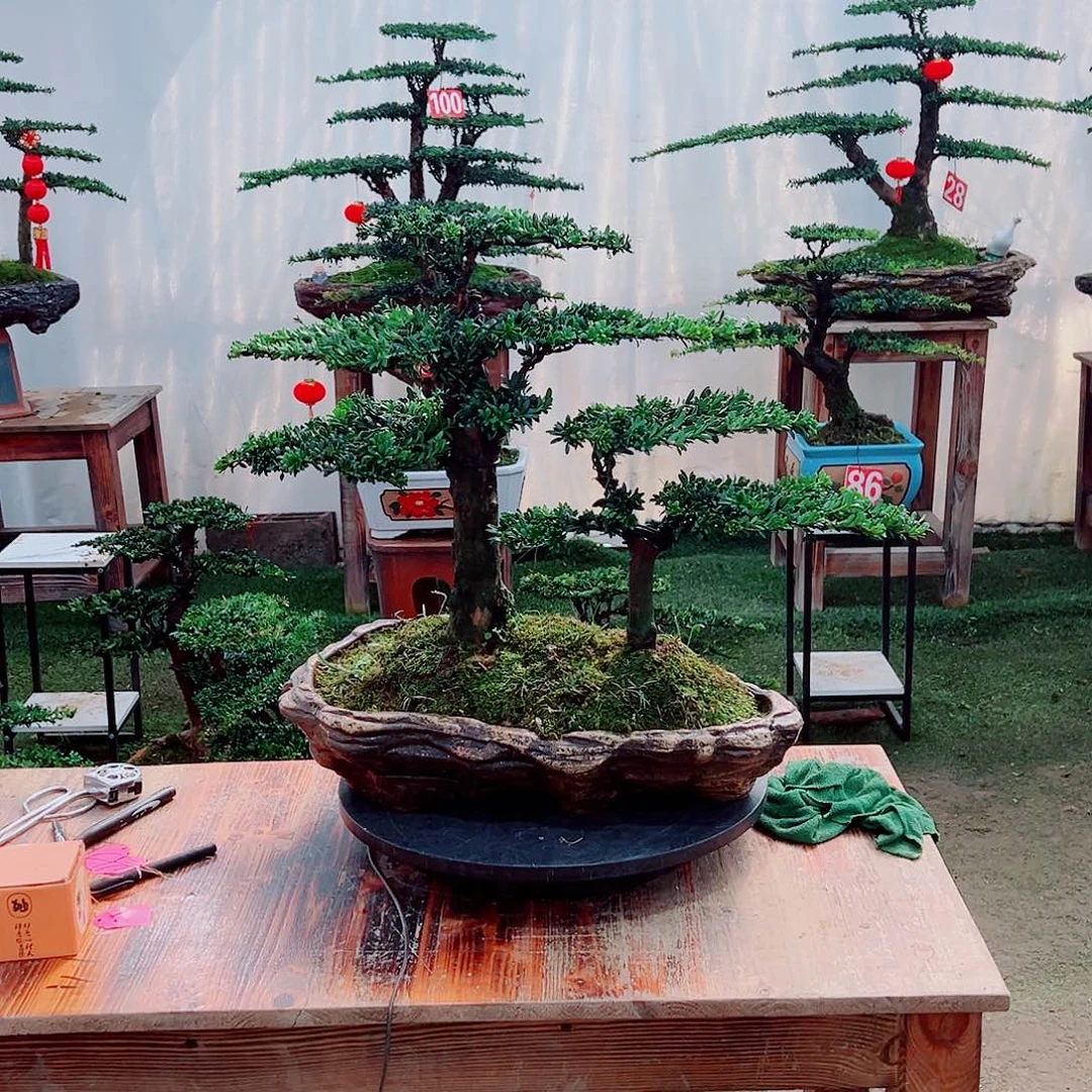 罗汉松小老桩珍珠罗汉松