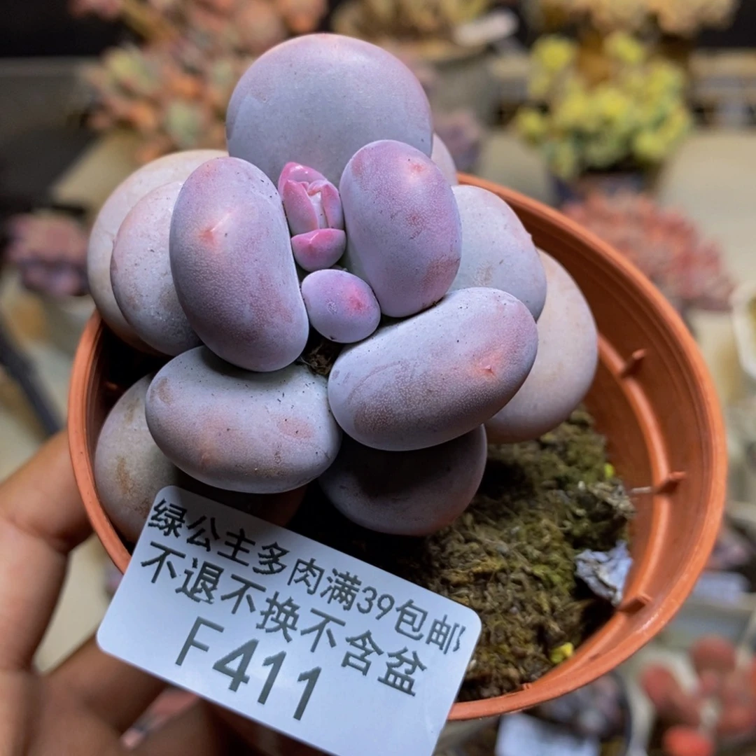 411大叶奶多肉6cm