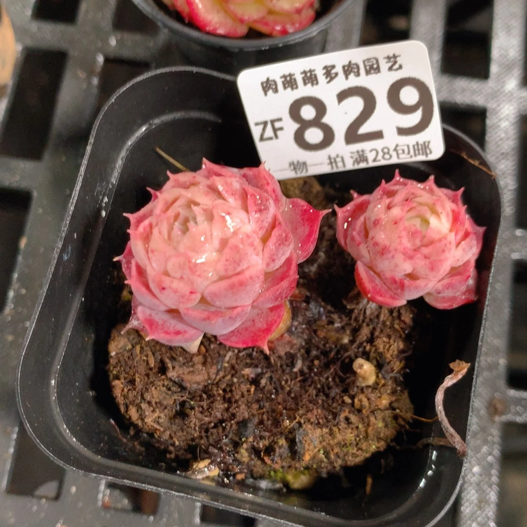 5CM拇指盆精控多肉ZF829