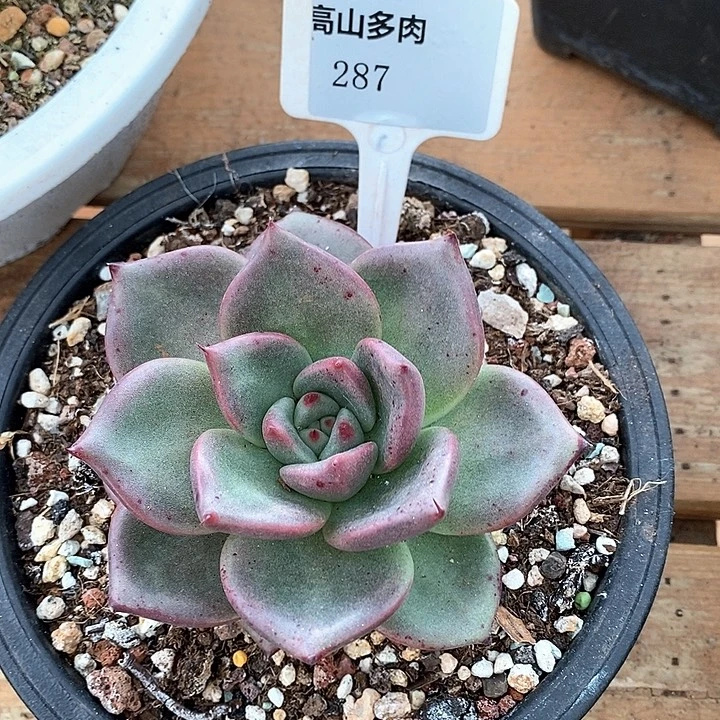 D287- 直播福利 东云