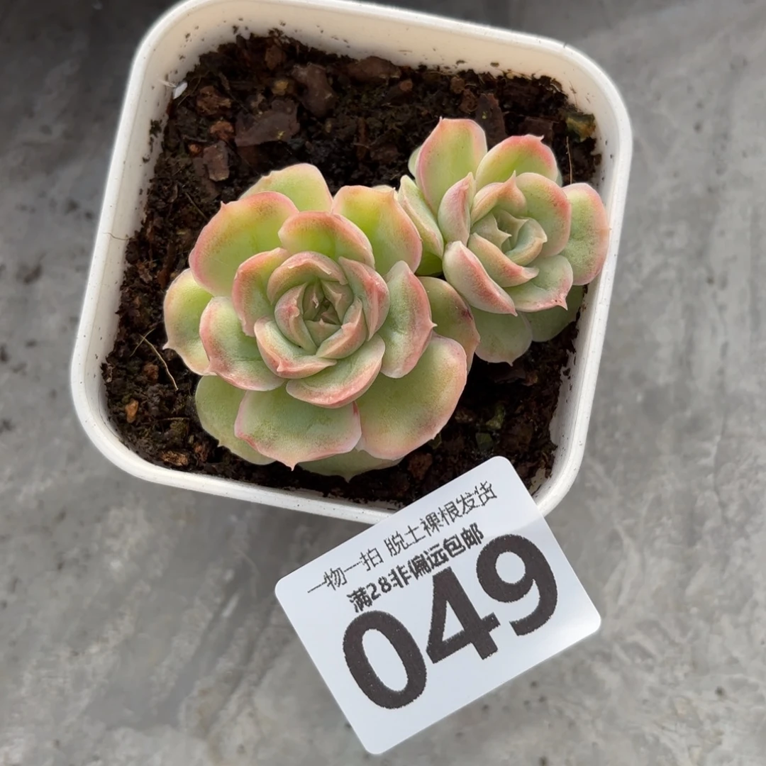 水晶虾饺无盆土发货