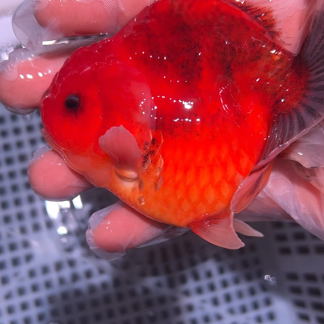 金鱼短尾将军泰狮短尾