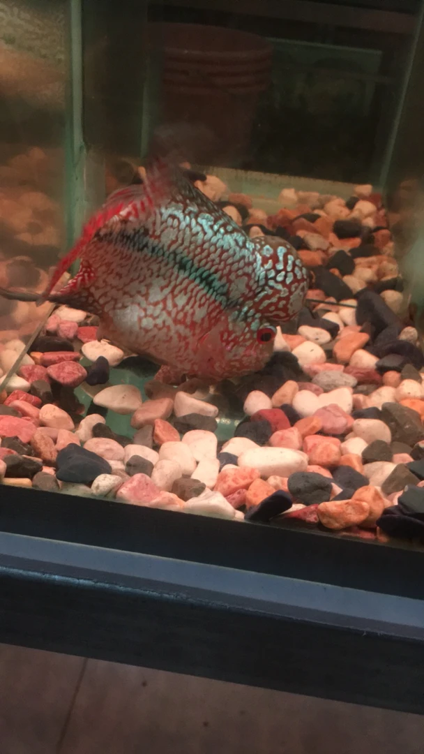 罗汉鱼，拍，鱼专用