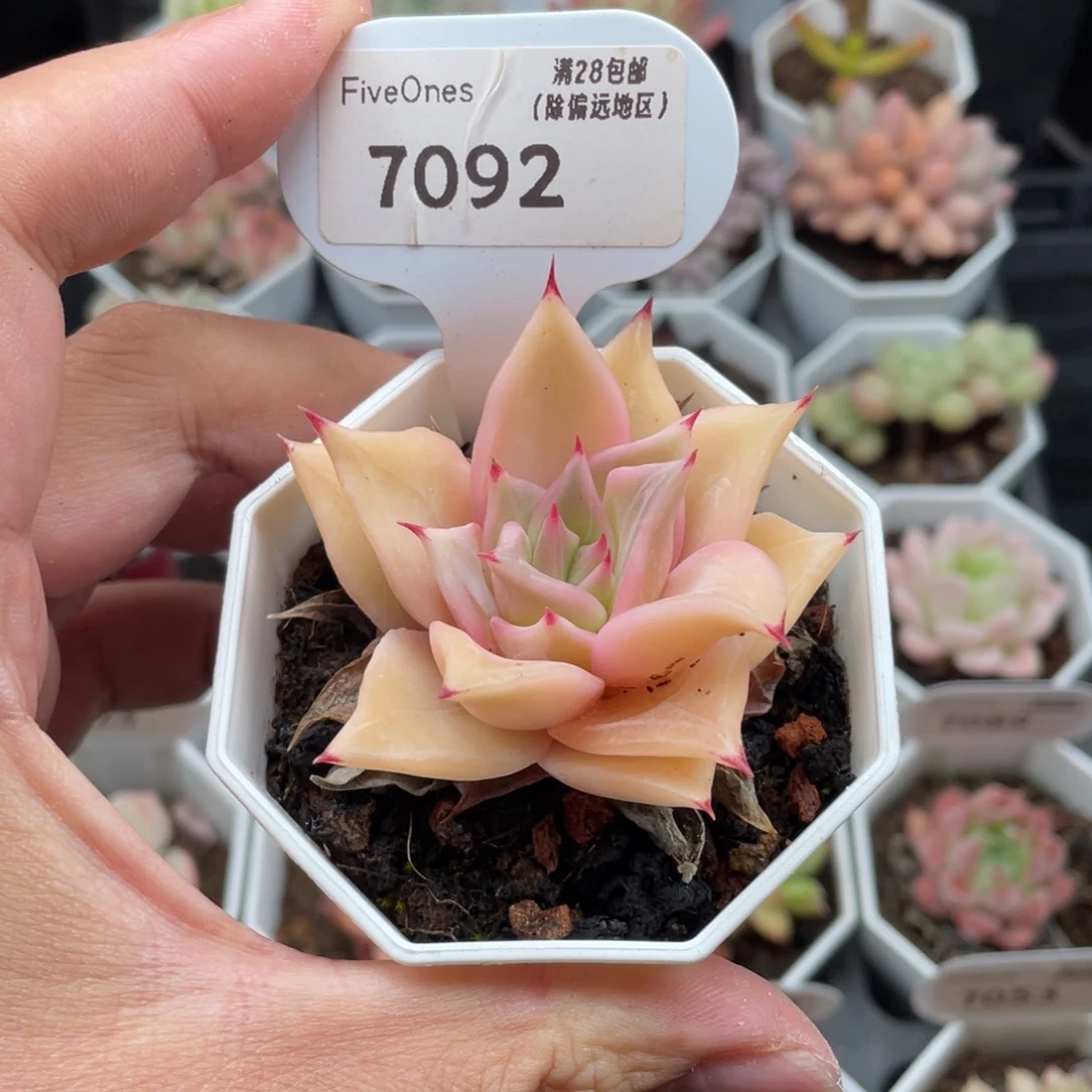7092饺子皮6厘米