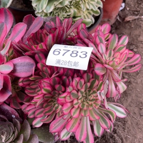 粉桐多肉多肉6783