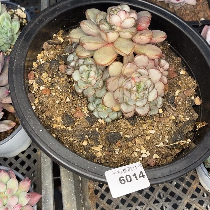 阿雅园艺。        6014葡萄