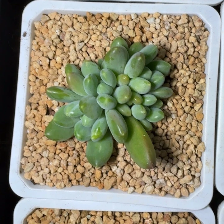 牛油果 群生 一物一拍