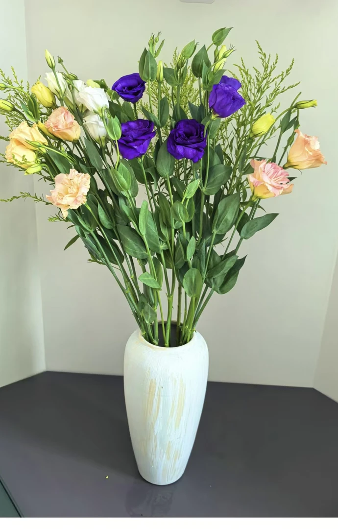 （永恒的爱）超美羊橘梗东北凌源直发顺丰包邮