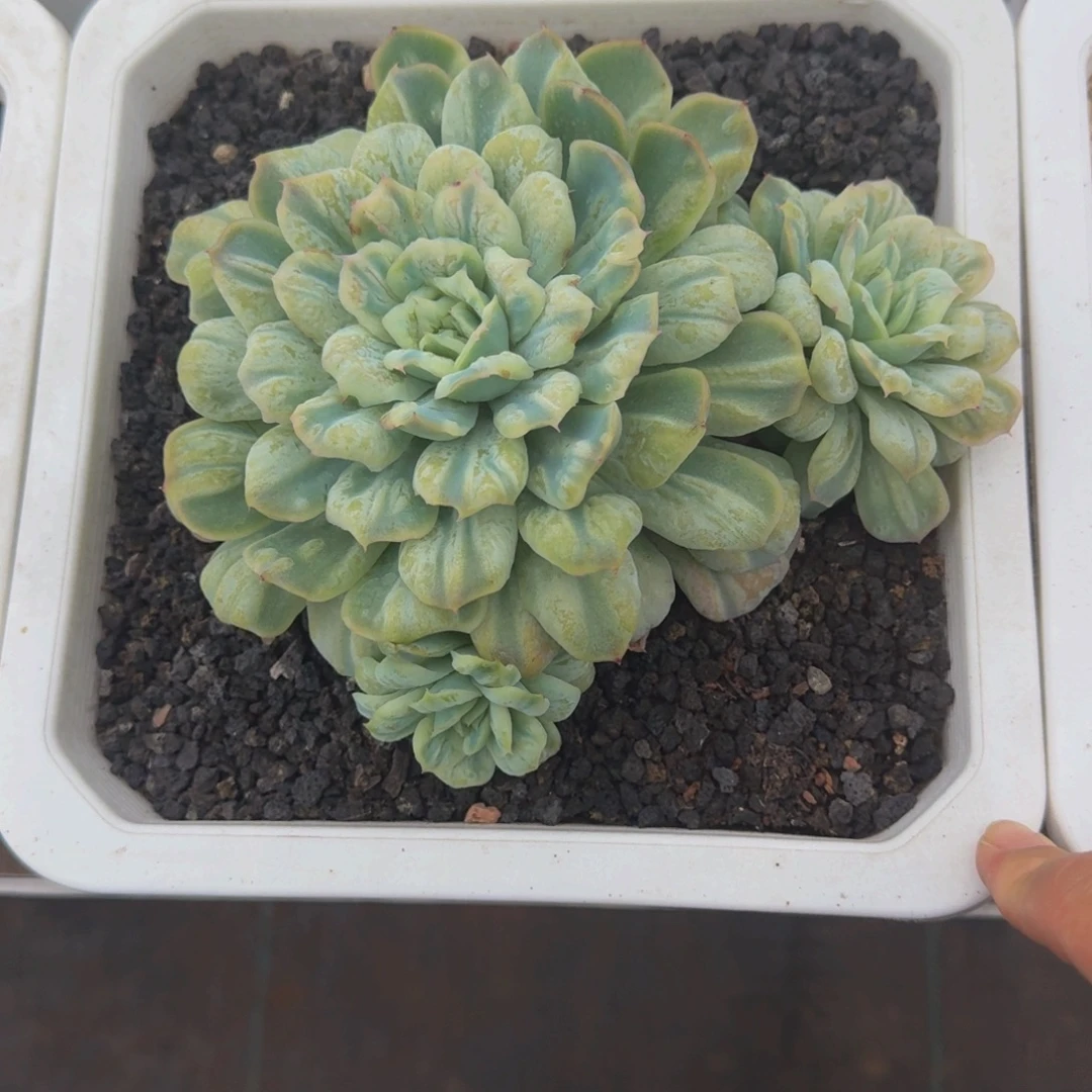 泡泡纱裙 3头  一物一拍