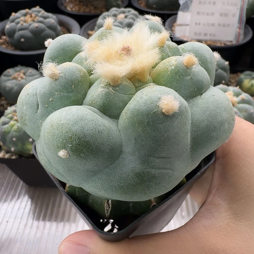仲永b大优仙人球草球苗接666