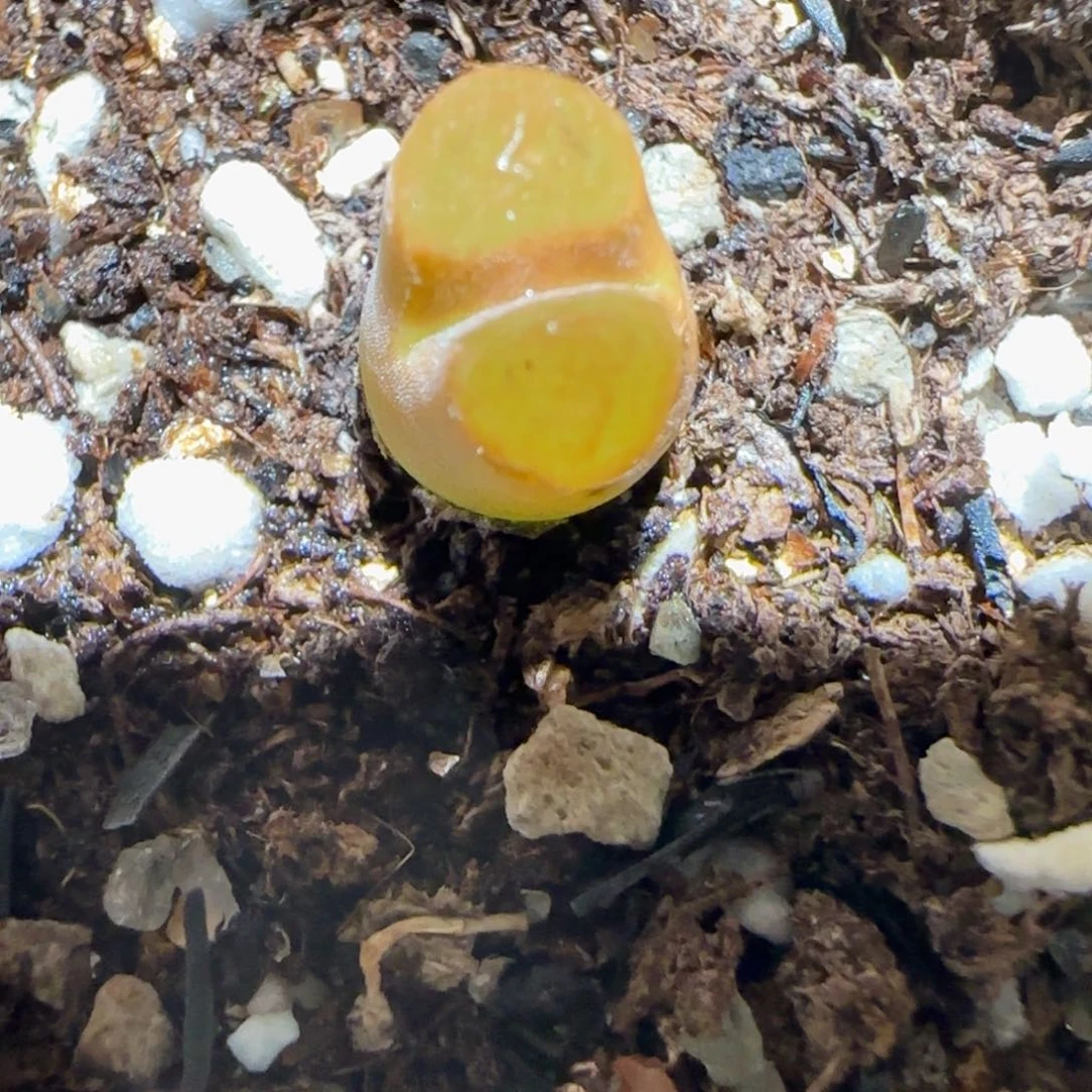 肉锥多肉植物百科-磁铁63