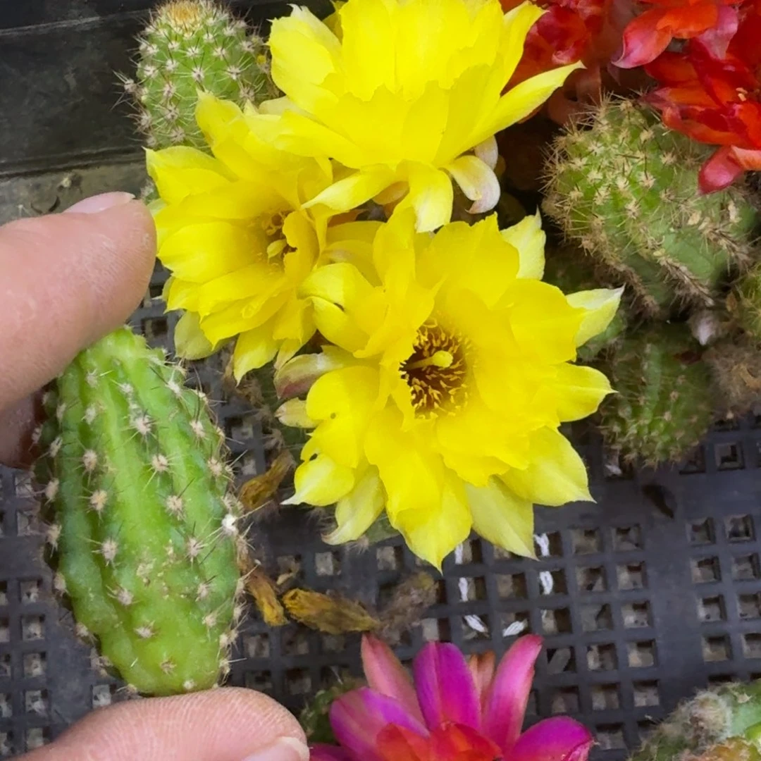 318白檀白5无根侧牙小一个，20包邮