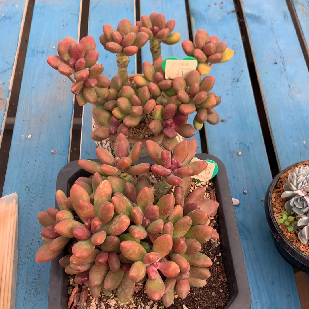 @***米芒果奶无砍2颗1476-31