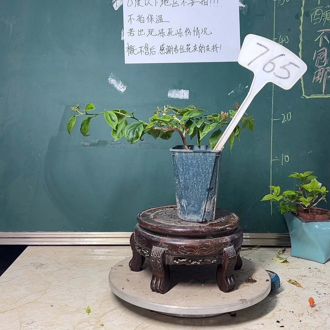 完全开放  抹茶 方盆  765