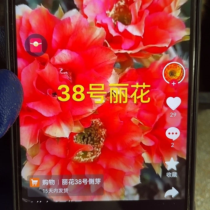38号丽华侧芽歪6公分以上满18包邮