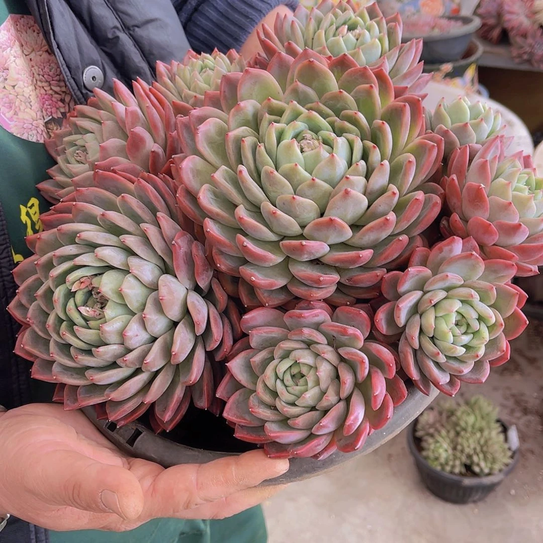 ?*然多肉玫瑰安然不带盆