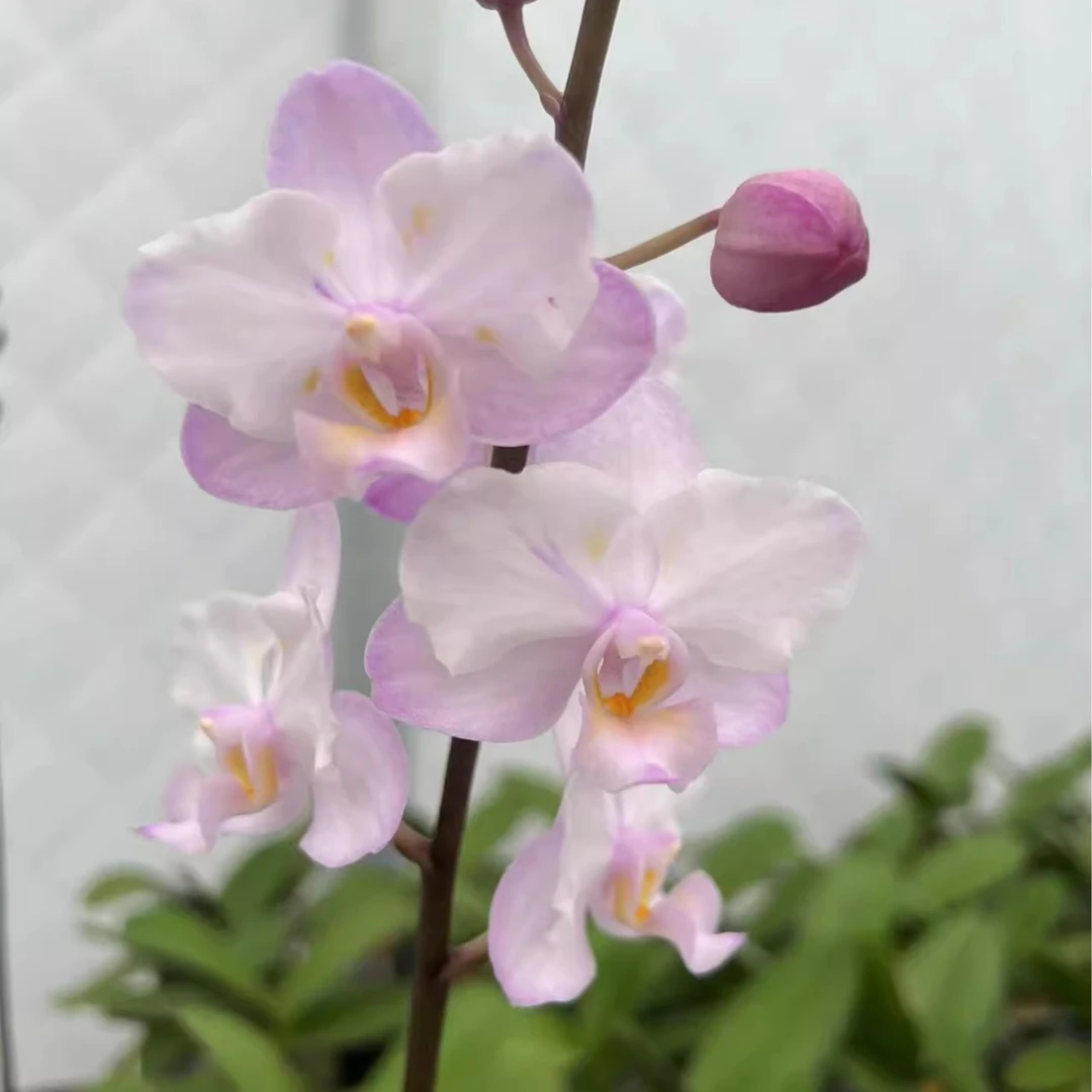 【微瑕】刘氏樱花苗 不带花剑3.0