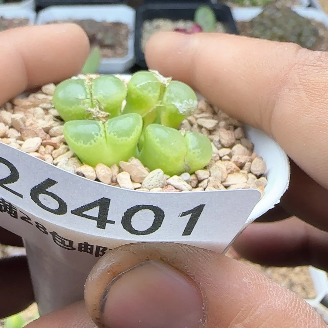 ?****转脱土28包邮26401