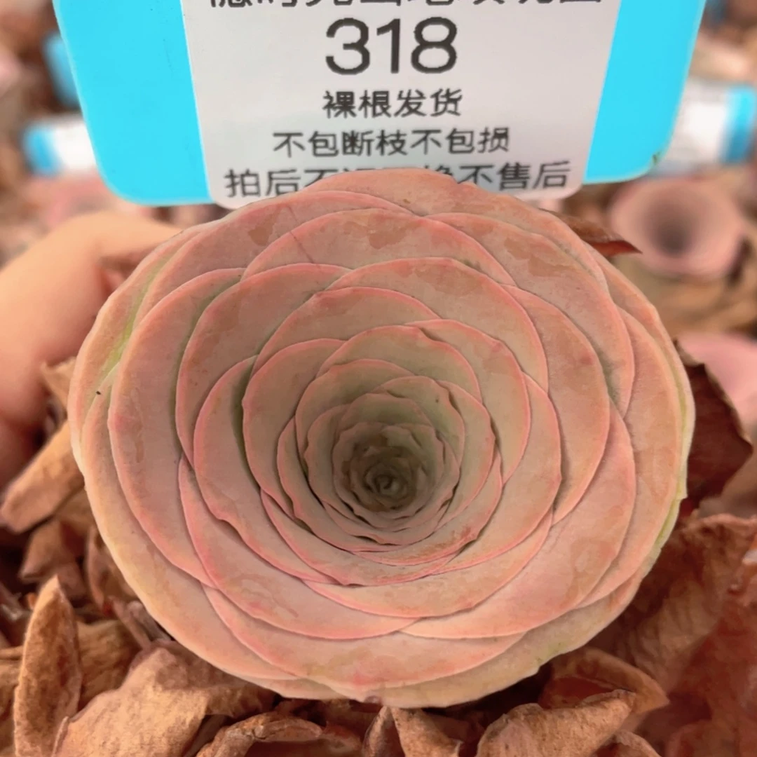 山地玫瑰318裸根发货不售后