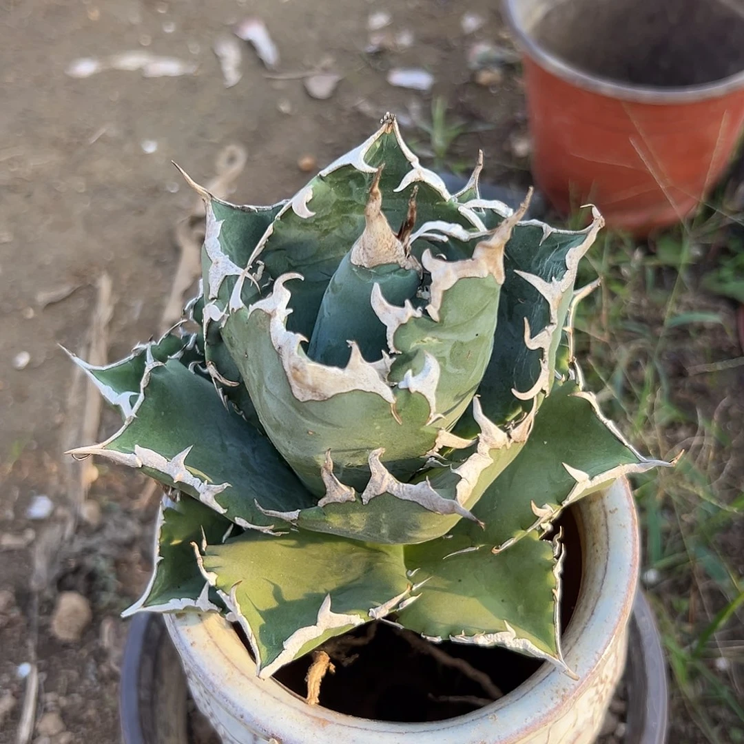 多肉植物白鲸龙舌兰