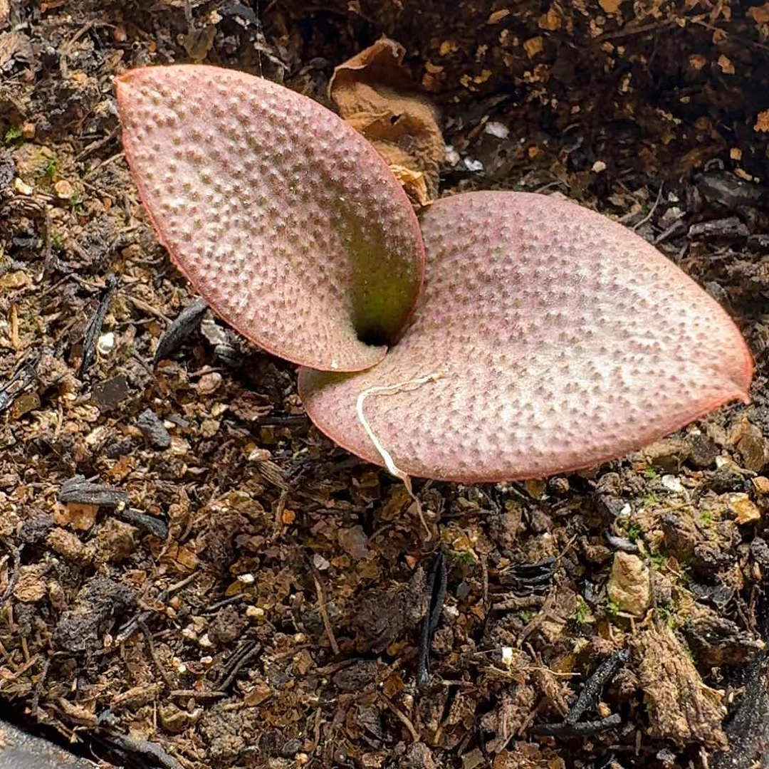 奶油镜一个带盆发