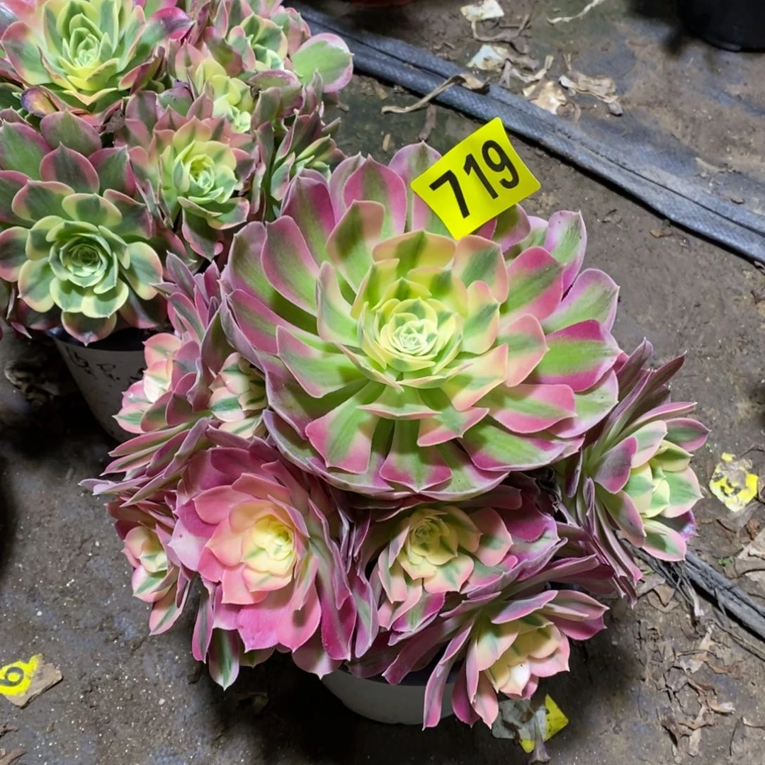 粉女巫多肉法师719