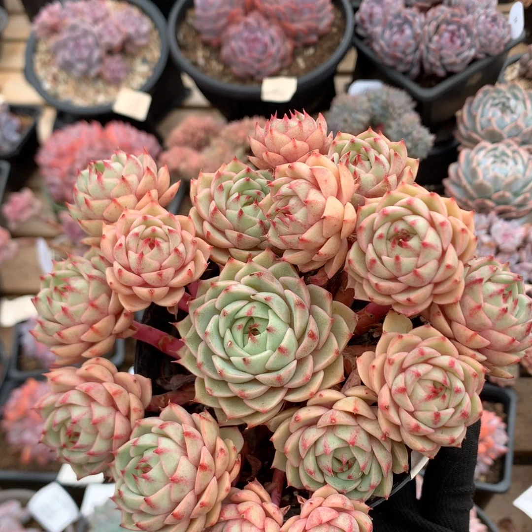 15厘米16头苯巴蒂斯 无砍 5609