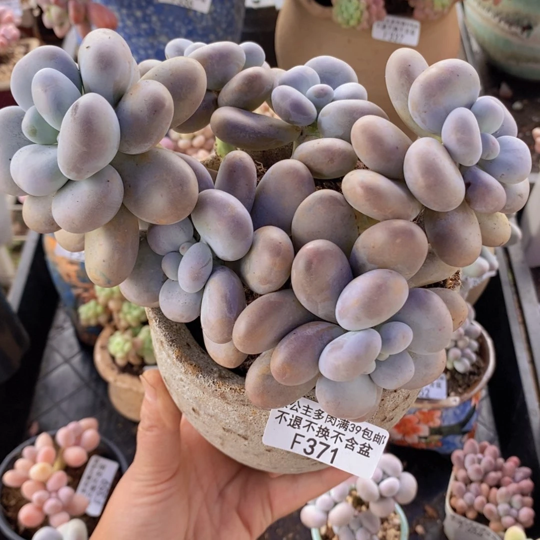 芭比奶洛16cm371多肉植物