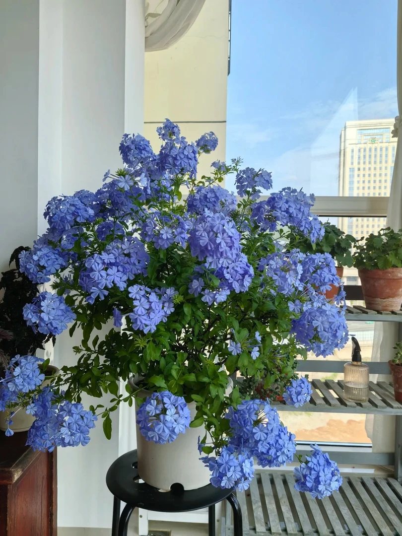 蓝雪花盆栽耐热耐晒四季开花庭院阳台易养开花植物