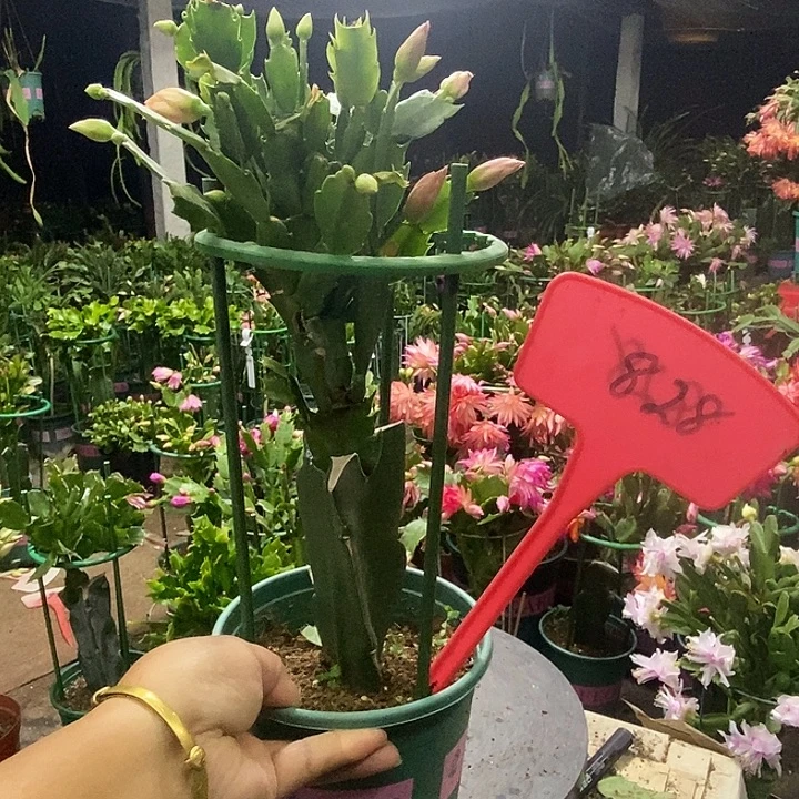 011重瓣828带盆发顺丰