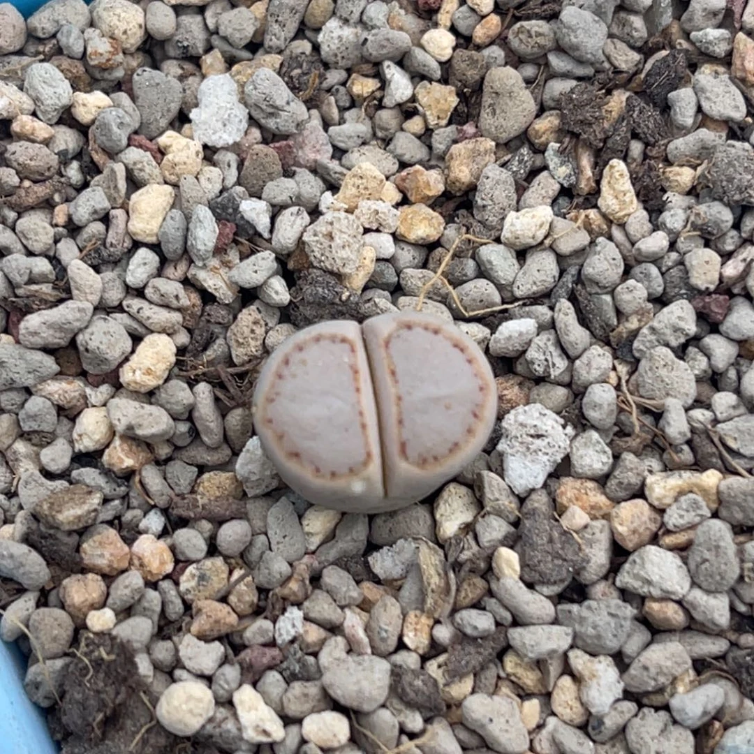 9831净窗饼干一颗