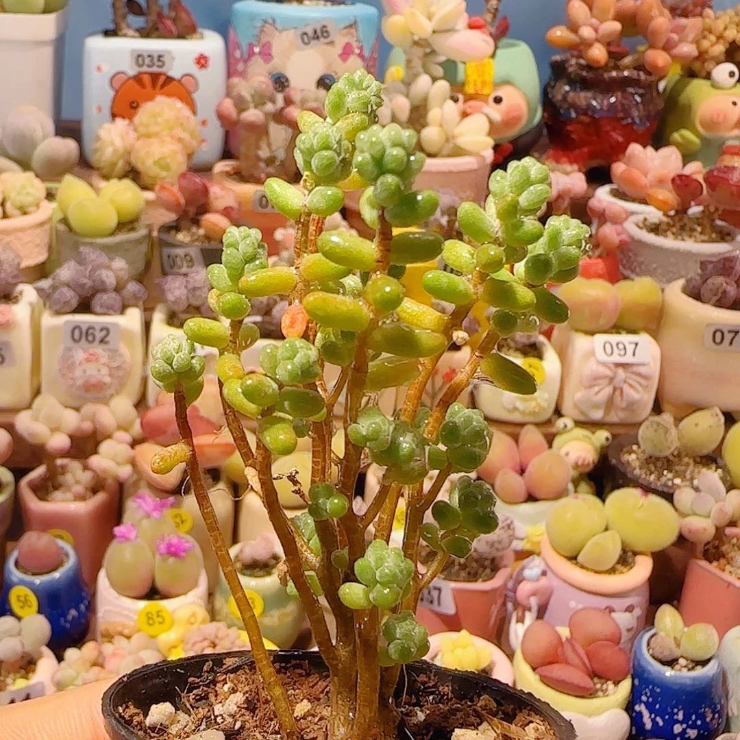 T幸运树盆口3.5cm