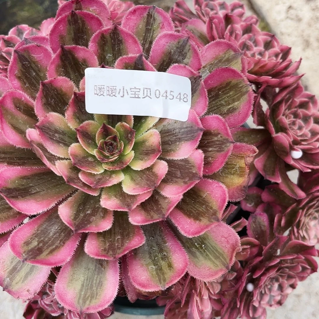 蒲***英04548家里发货后断枝特价回家家