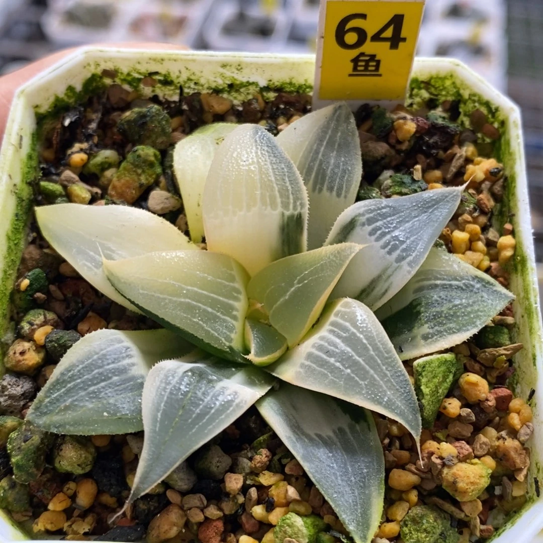 64号糊斑裹克实生锦