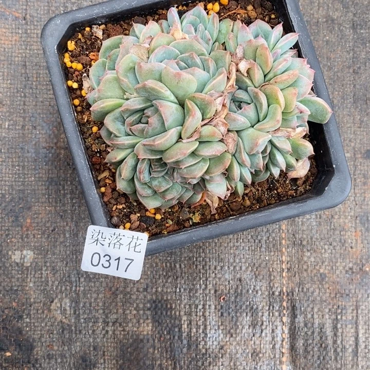 倾***8精品多肉植物0317
