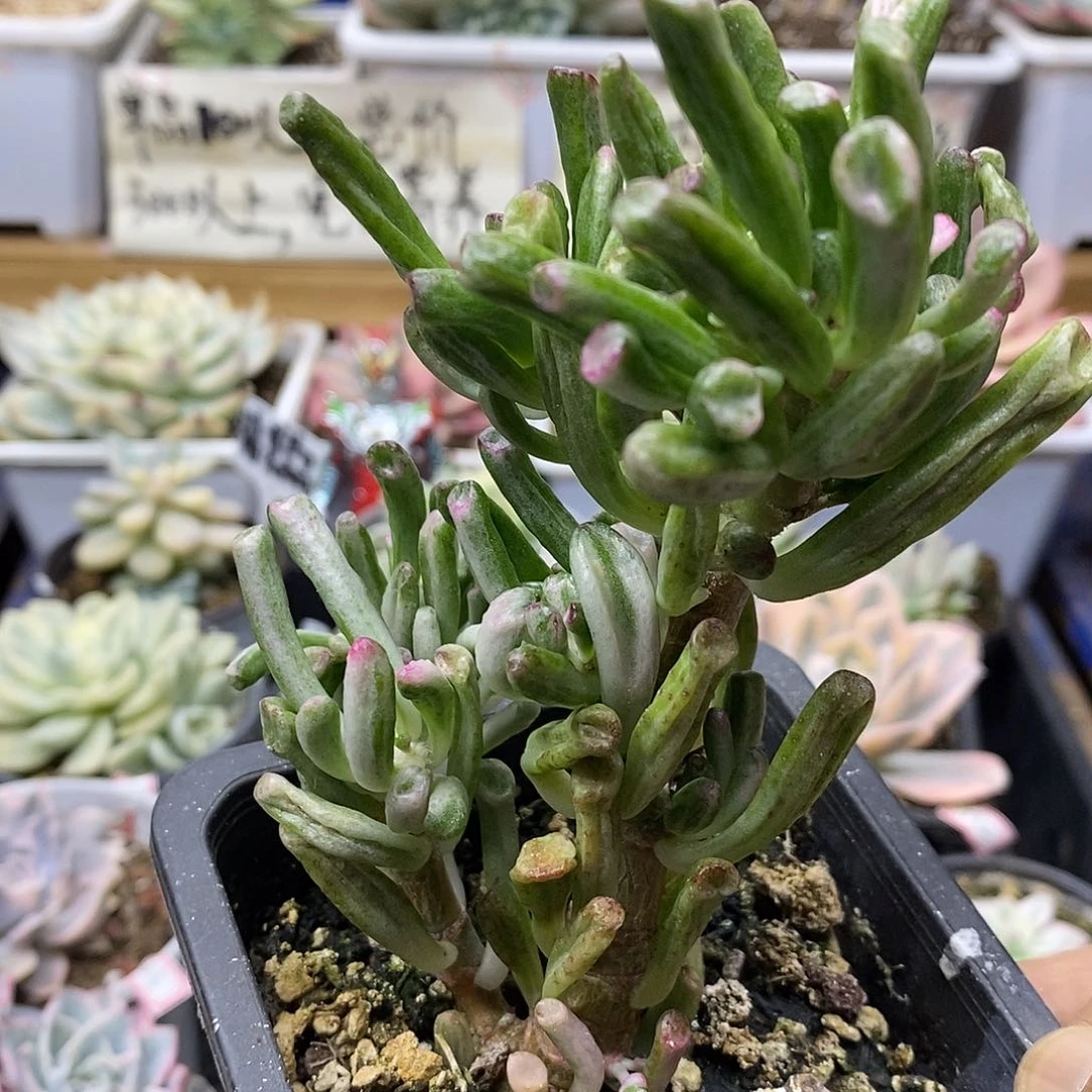 09140 吸财树锦自然群
