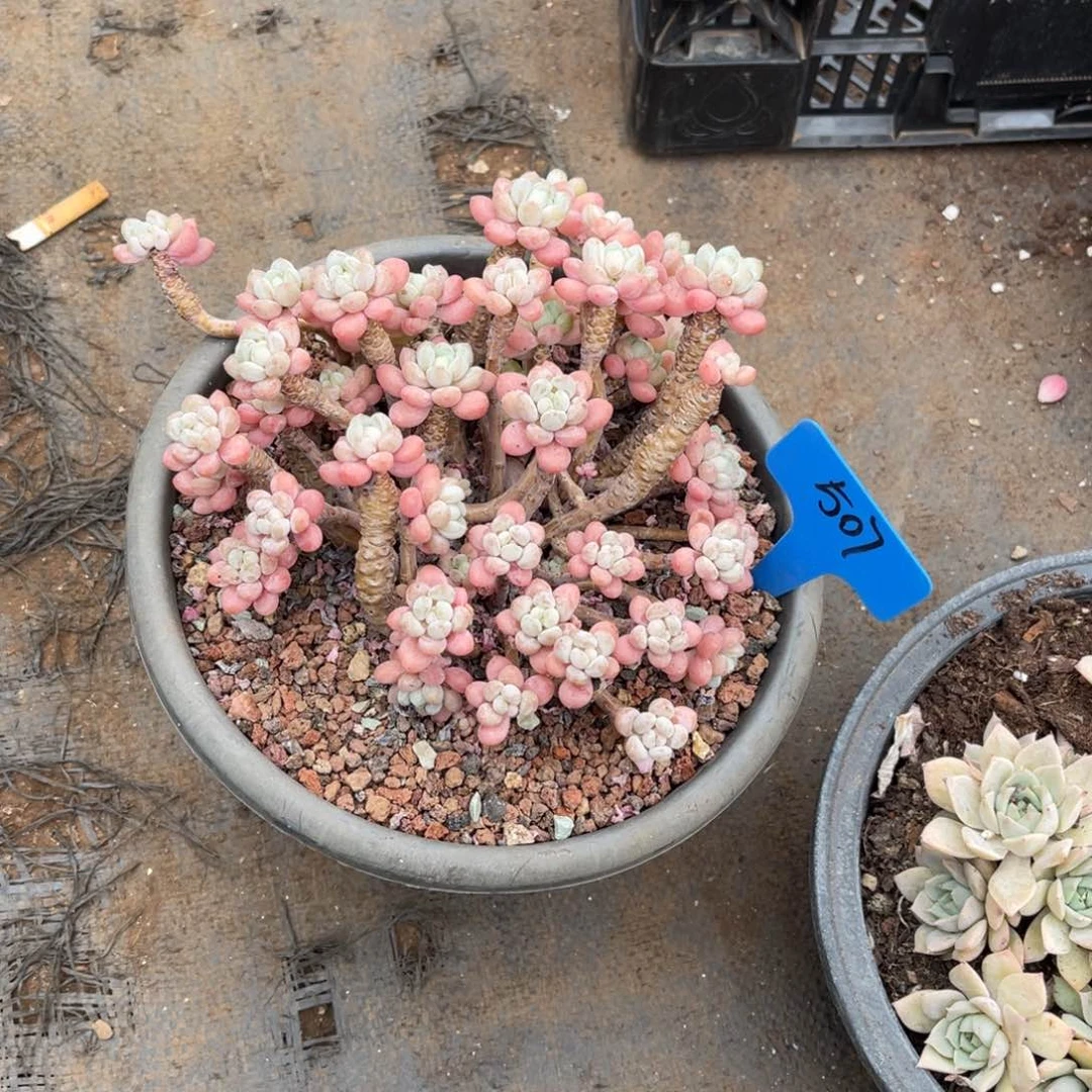 ＃*莲507鱼子酱多肉植物