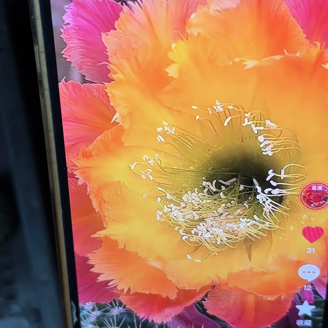 绣球彩无根侧牙20包邮23