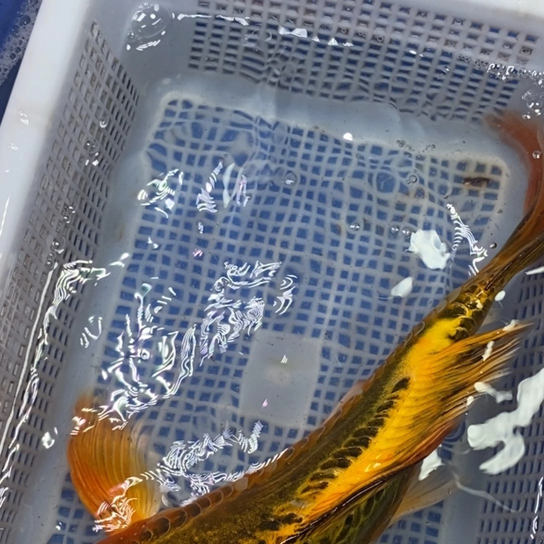 锦鲤冷水锦鲤包邮