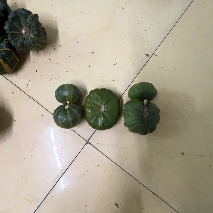 永***远墨西哥葫芦葫芦图