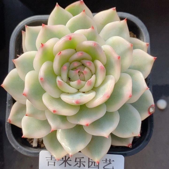 407吉娃娃锦多肉植物